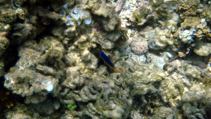 Poissons osseux
