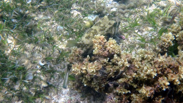 Arothron hispidus
