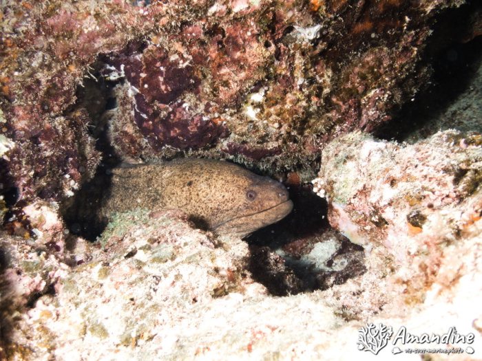 Gymnothorax javanicus