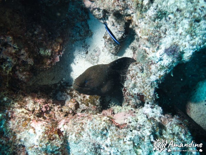 Gymnothorax javanicus