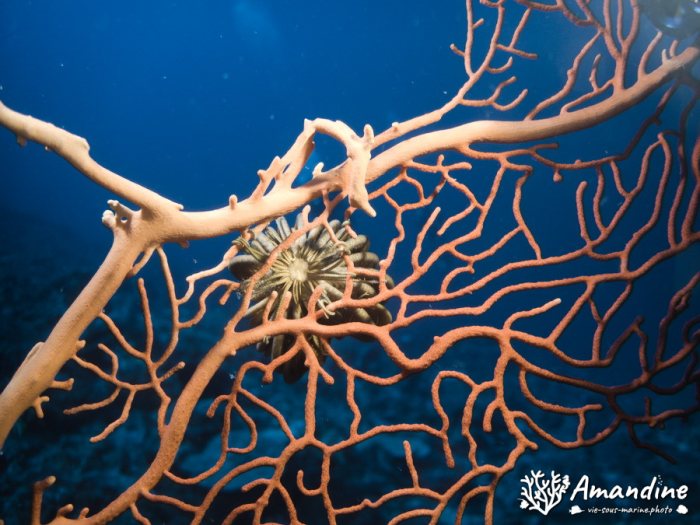 Crinoïde