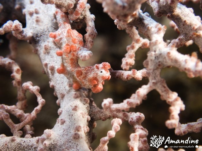 Hippocampus bargibanti