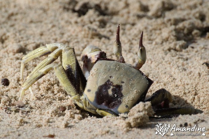 Crabe