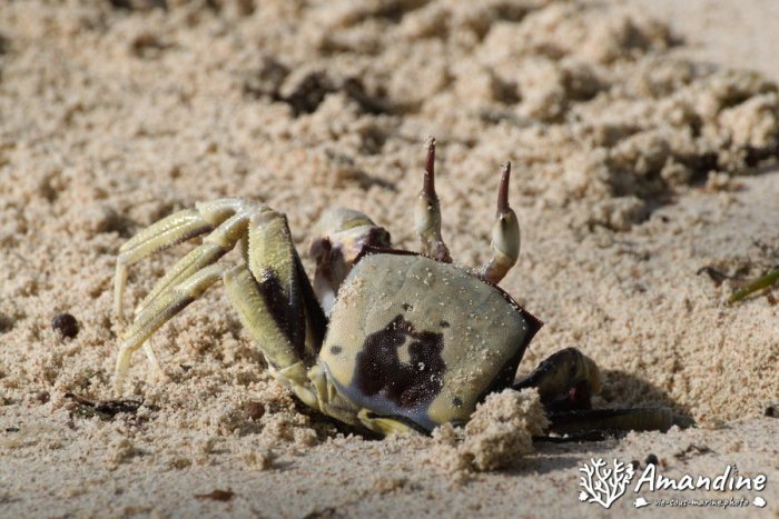 Crabe
