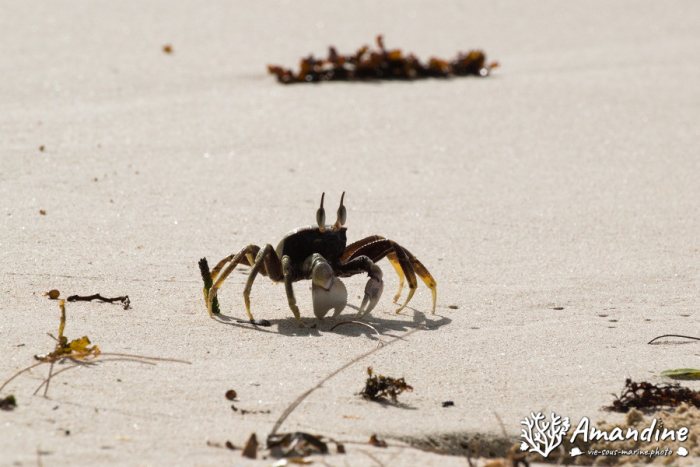 Crabe