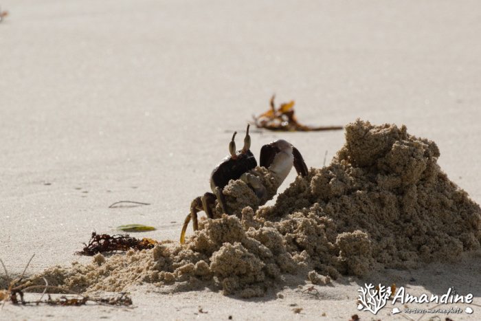 Crabe
