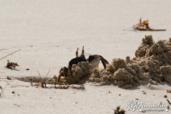 Crabe
