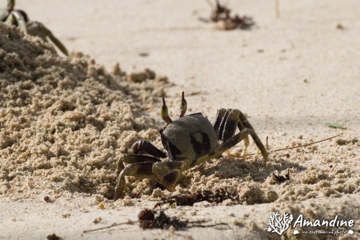 Crabe