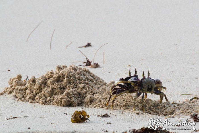 Crabe