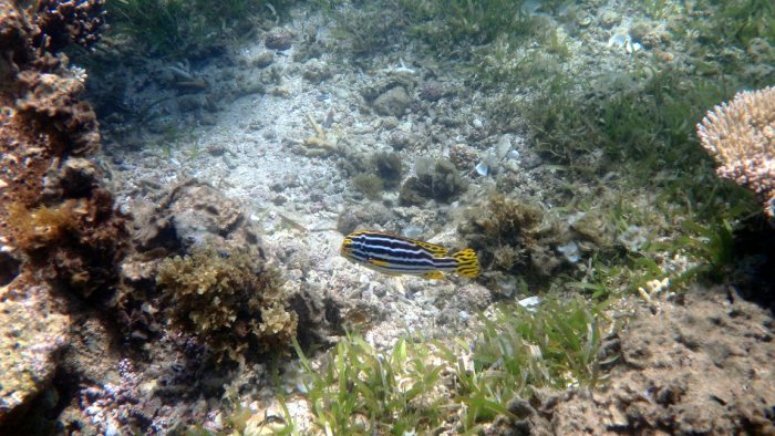 Plectorhinchus vittatus