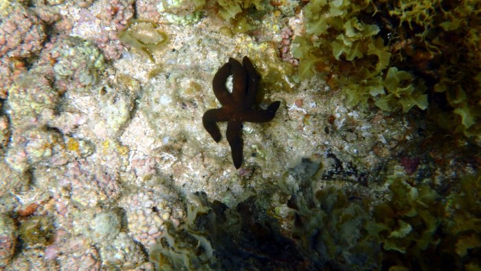 Echinaster luzonicus