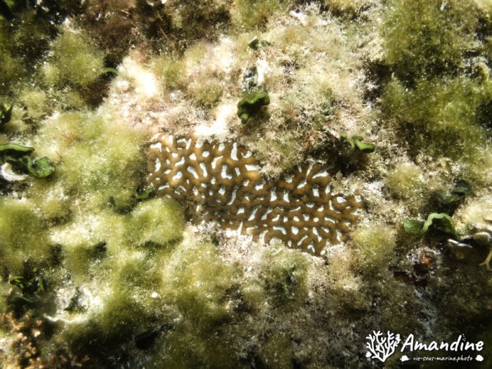 Corail dur