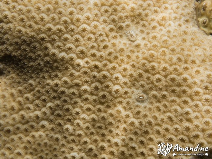 Corail dur