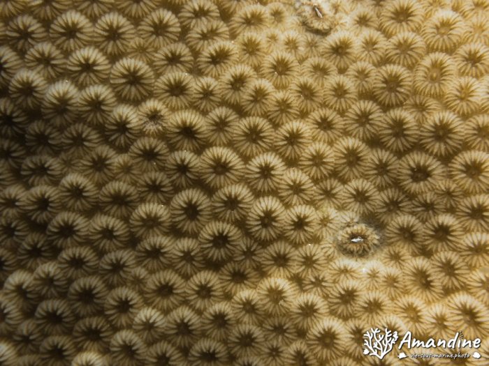 Corail dur