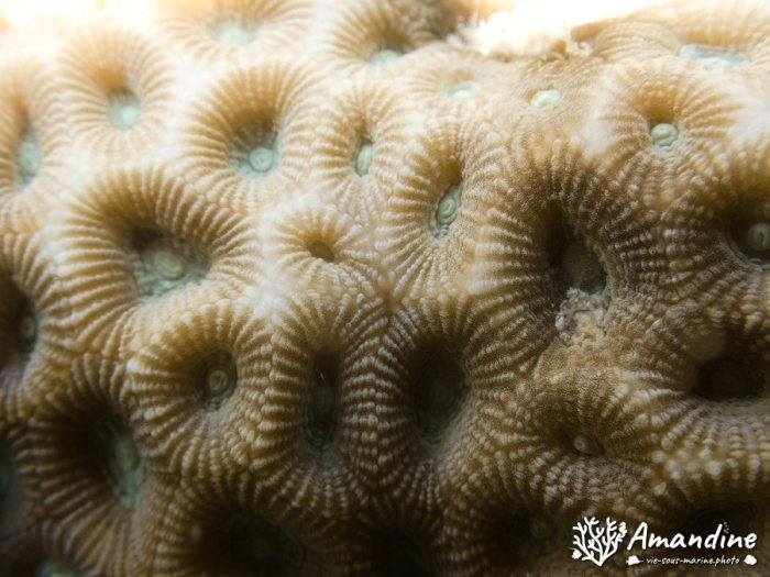 Corail dur