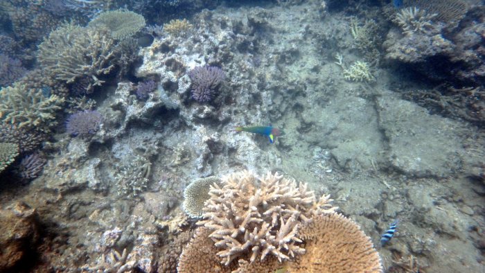 Thalassoma lunare