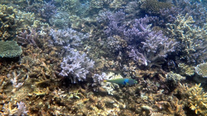 Thalassoma lunare
