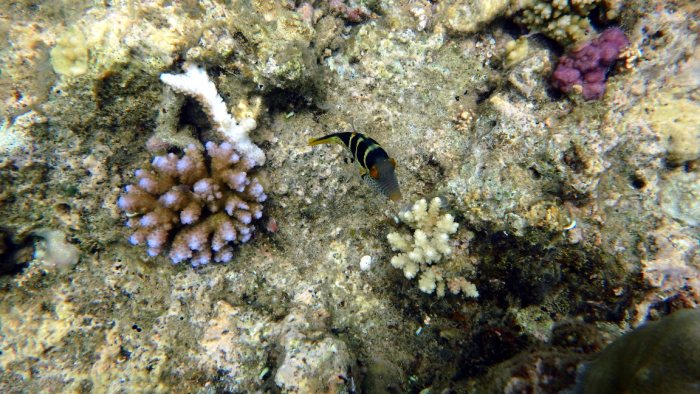 Canthigaster valentini