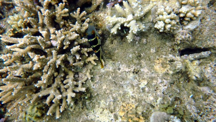Canthigaster valentini