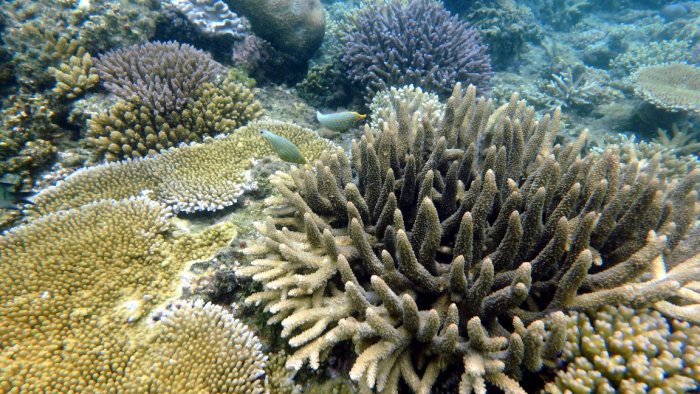Oxymonacanthus longirostris