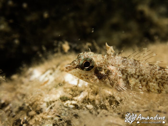 Poisson à trois nageoires
