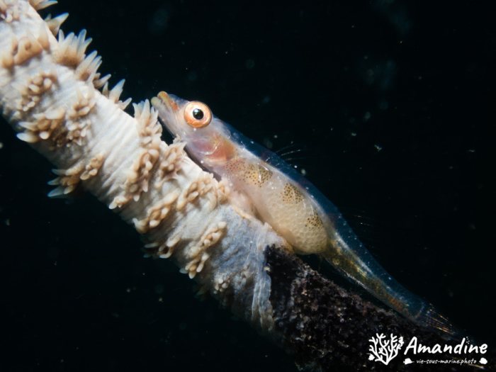 Bryaninops yongei