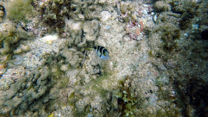Canthigaster valentini