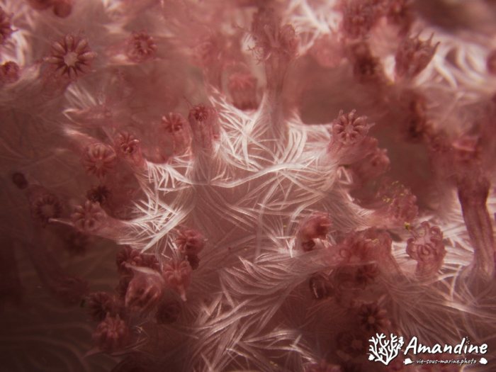 Dendronephthya sp.