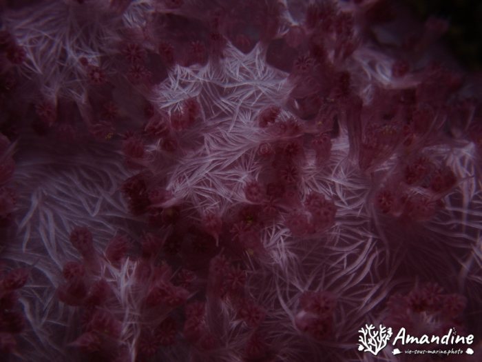 Dendronephthya sp.
