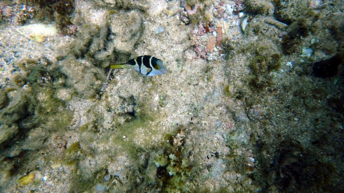 Canthigaster valentini