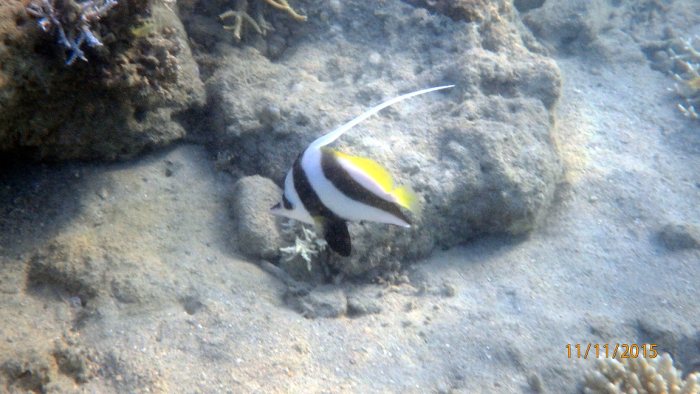 Heniochus acuminatus