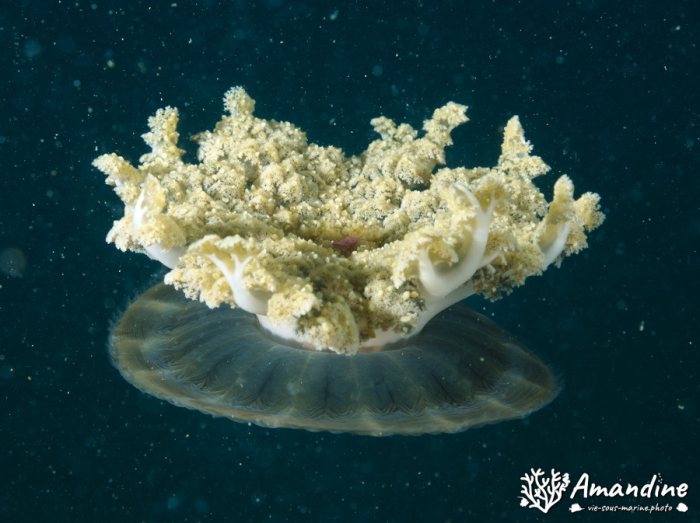 Cassiopea andromeda