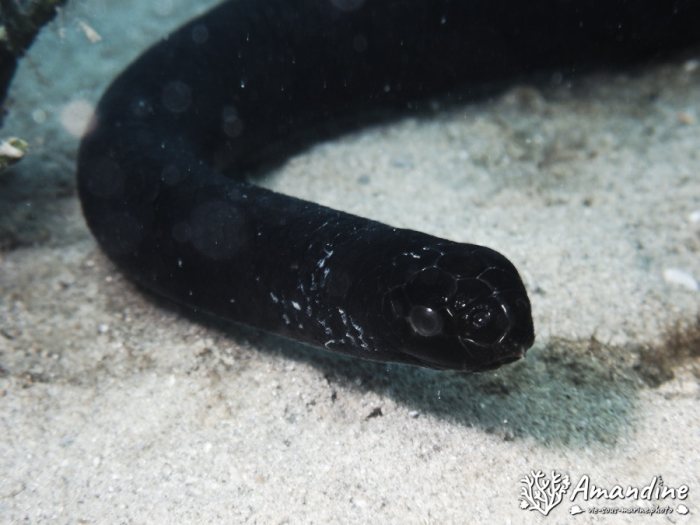 Emydocephalus annulatus