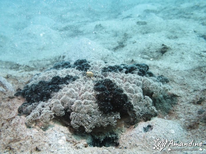 Cassiopea andromeda