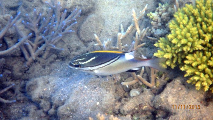 Scolopsis bilineata