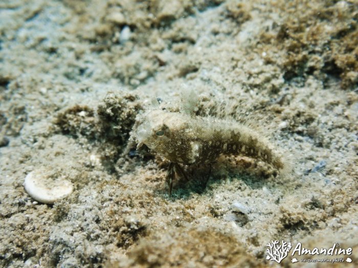 Limaces de mer