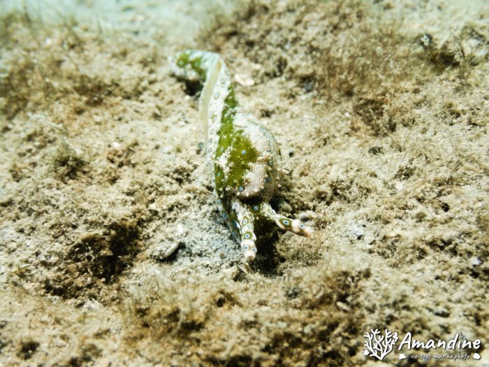 Limaces de mer