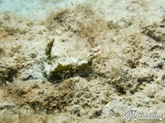 Limaces de mer