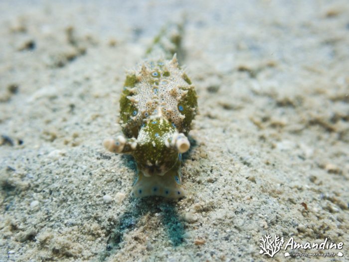 Limaces de mer