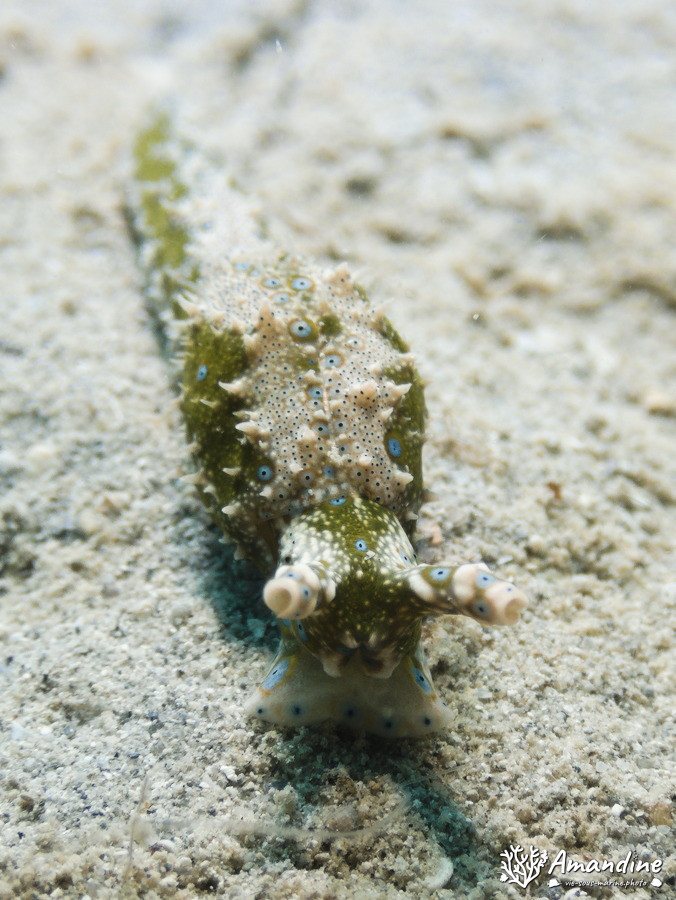Limaces de mer
