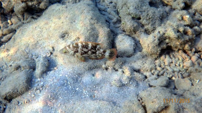 Cheilinus chlorourus