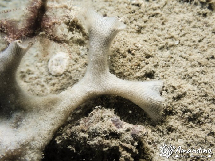 Bryozoaire