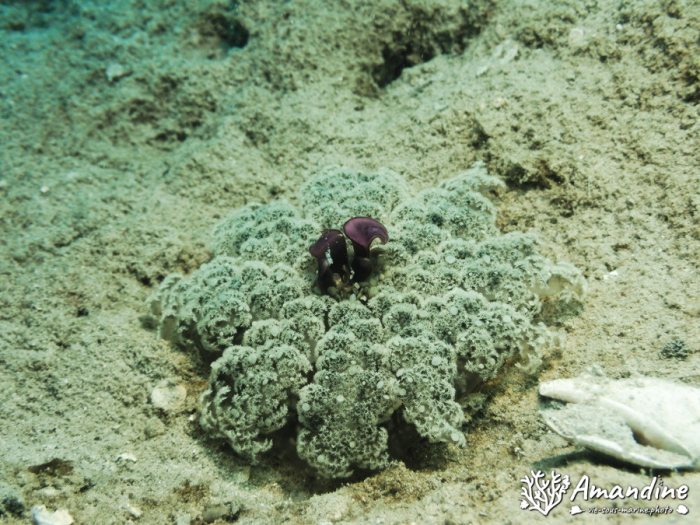 Cassiopea andromeda