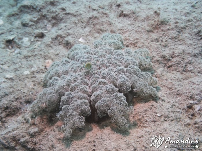 Cassiopea andromeda