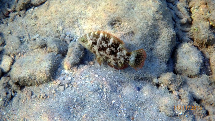 Cheilinus chlorourus
