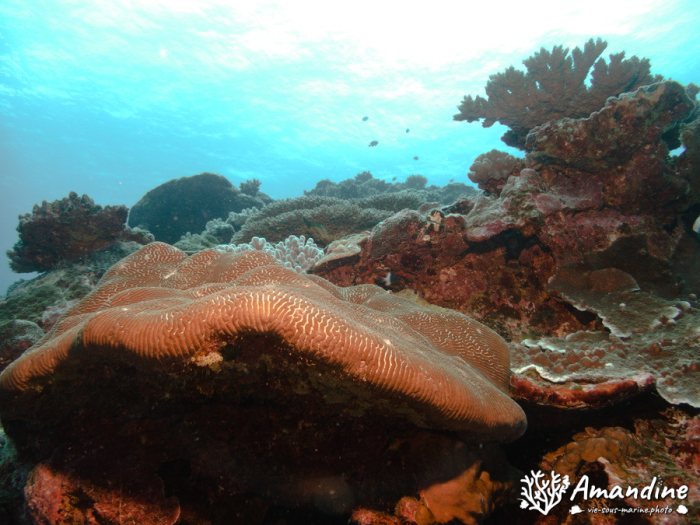 Corail dur