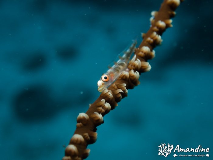 Bryaninops yongei