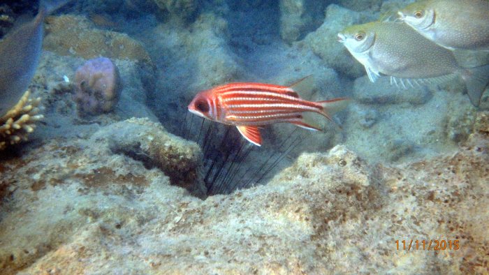 Sargocentron rubrum