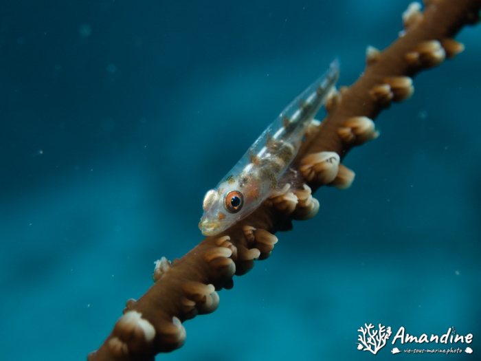 Bryaninops yongei