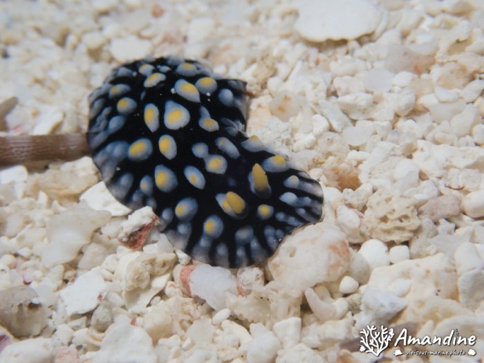 Limaces de mer